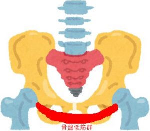 骨盤低筋群