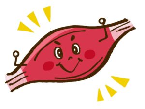 筋肉